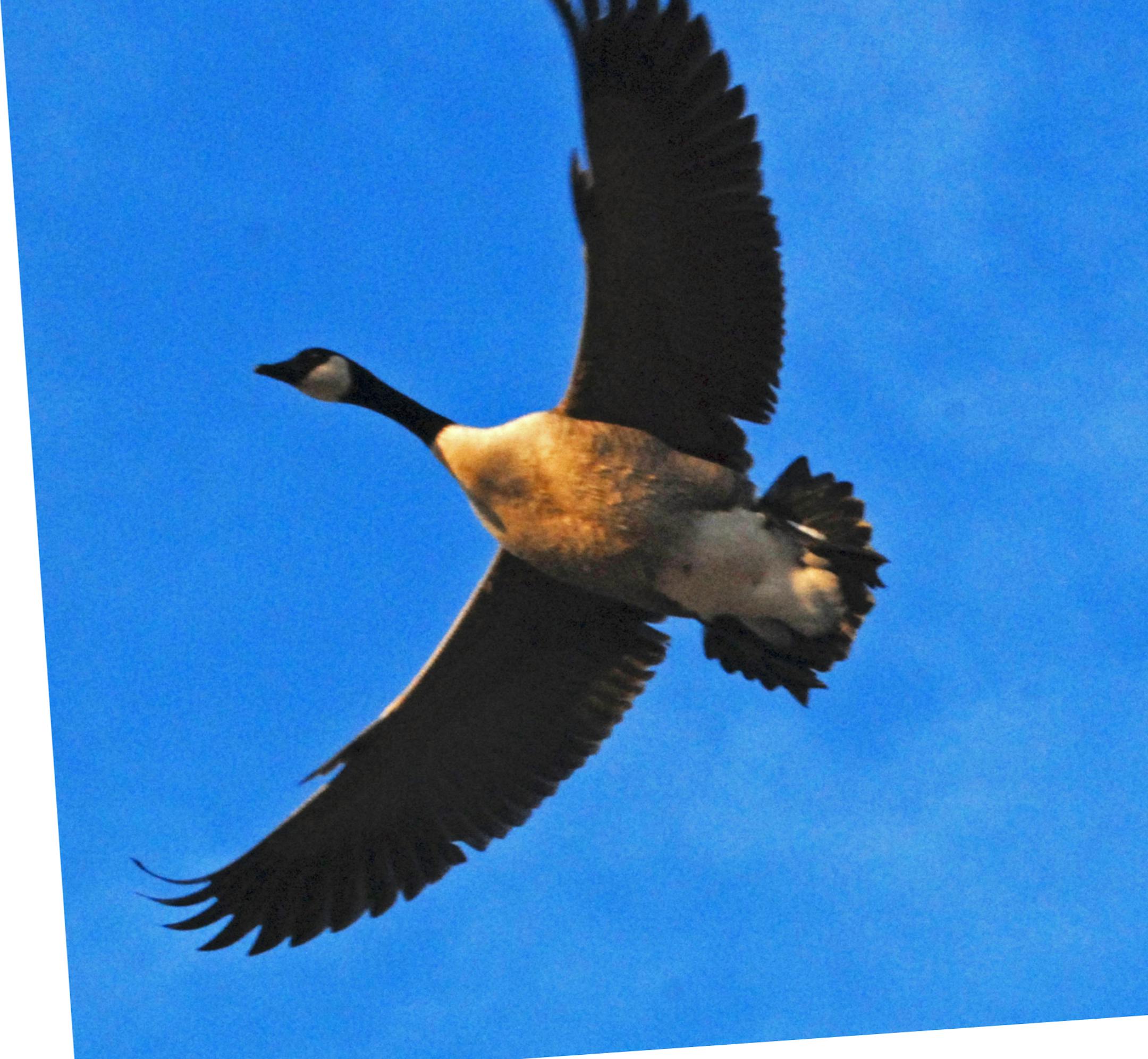 Minnesota's September Canada goose hunt begins Sept. 1. ORG XMIT: MIN1208231616250862