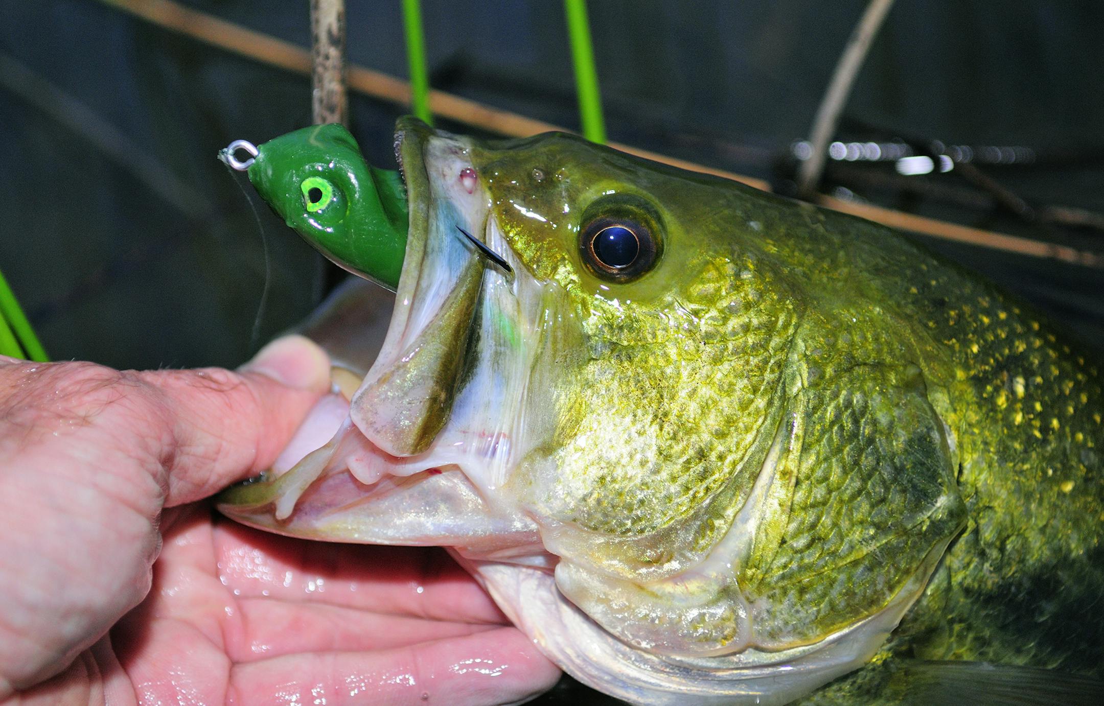 This largemouth bass fell for a floating frog imitation just after sunset.