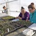 Students in Cheryl Morales' ethnobotany class at Aaniiih Nakoda College track plants' growth by documenting greenhouse environmental conditions, sunri