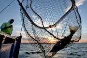 Changing the walleye limit doesn’t appear feasible this year, a state official said, but is possible for the 2025-26 fishing season.