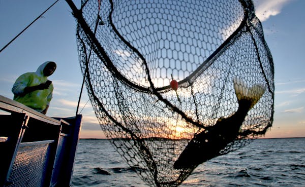 DNR explores a weighty walleye change: reducing the daily limit