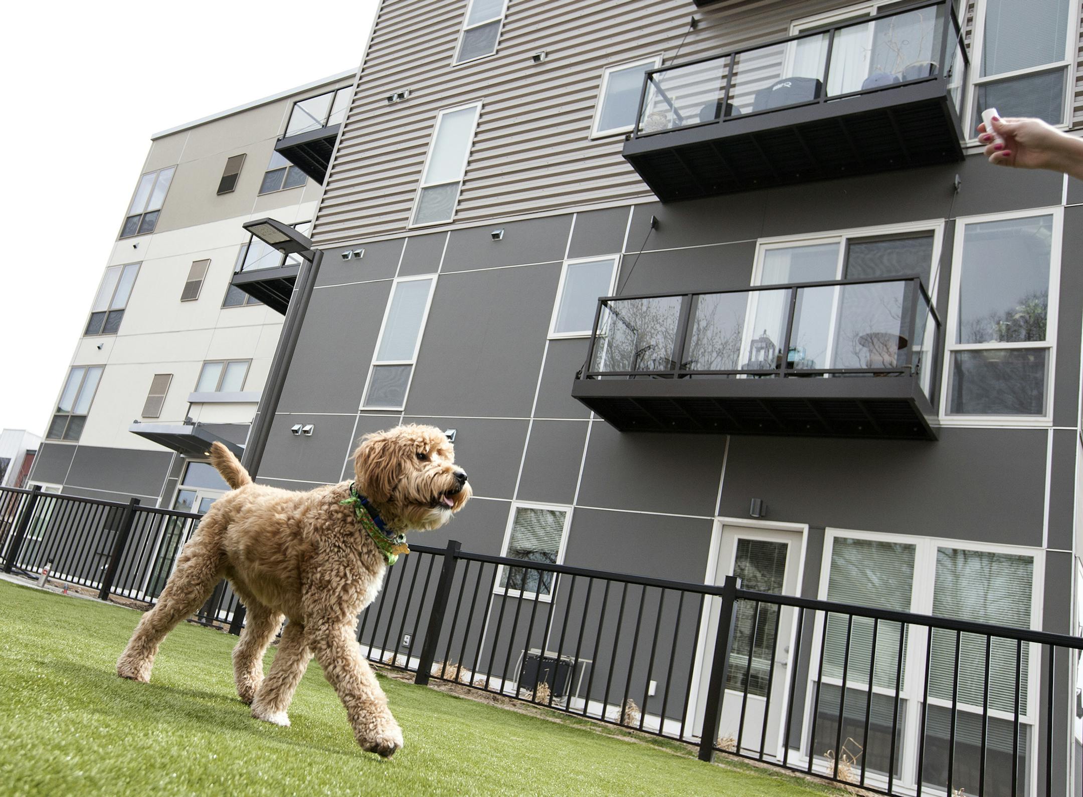 Eli, a Mini Goldendoodle, struts around the dog park area at Track 29 apartments in Uptown April 18, 2014. (Courtney Perry/Special to the Star Tribune)