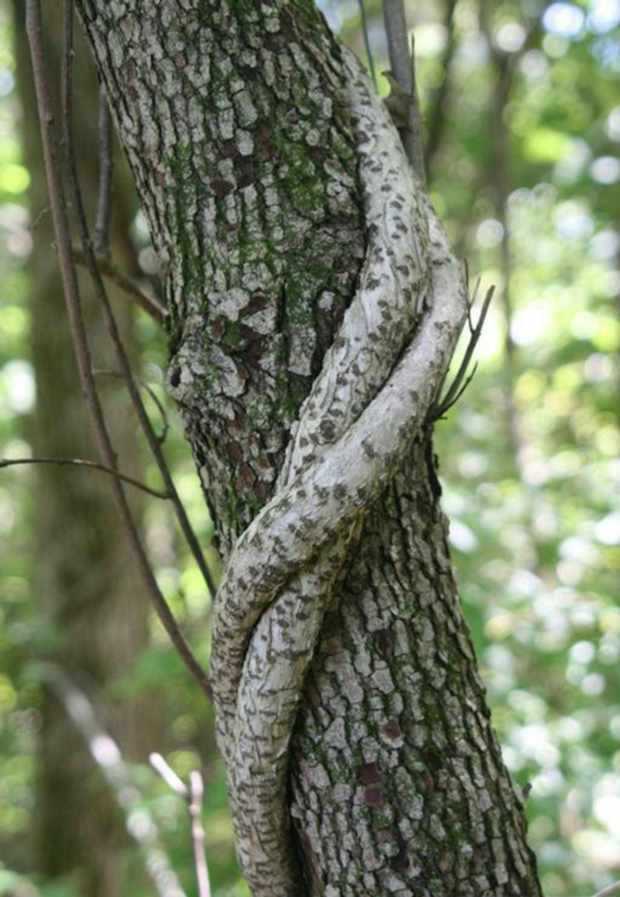 Oriental bittersweet "girdles" nearby trees, strangling them of their ability to absorb water and nutrients.