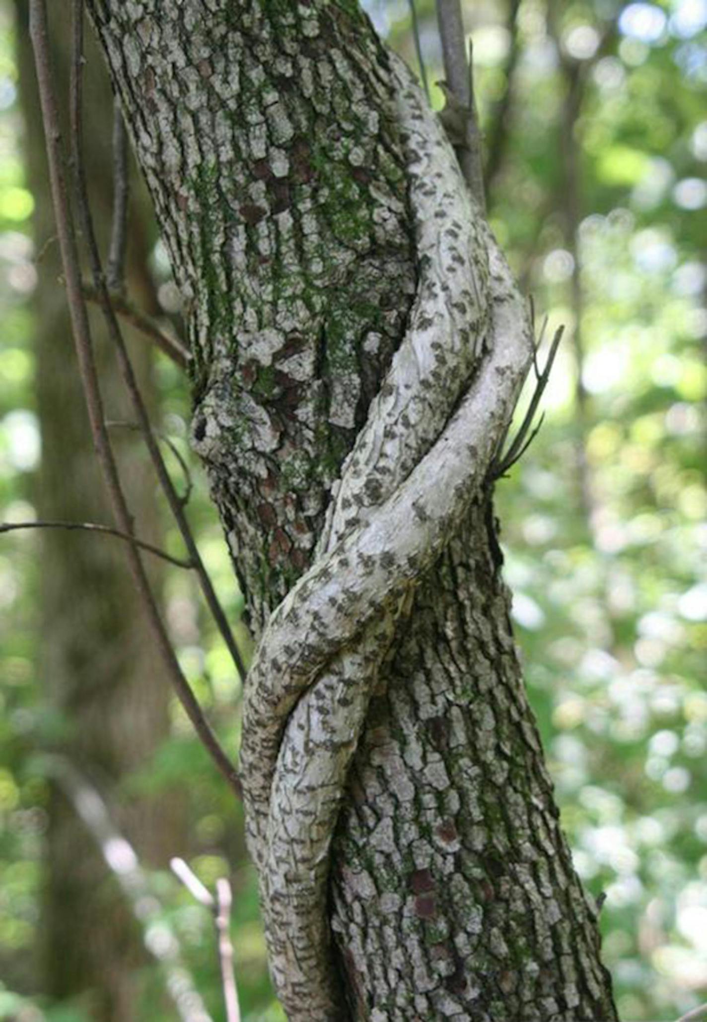 Oriental bittersweet "girdles" nearby trees, strangling them of their ability to absorb water and nutrients.