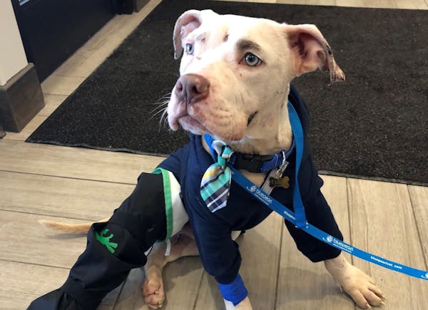 Tahoe the puppy was thrown from a vehicle and placed with a dog rescue organization. His veterinary bills exceeded $15,000.