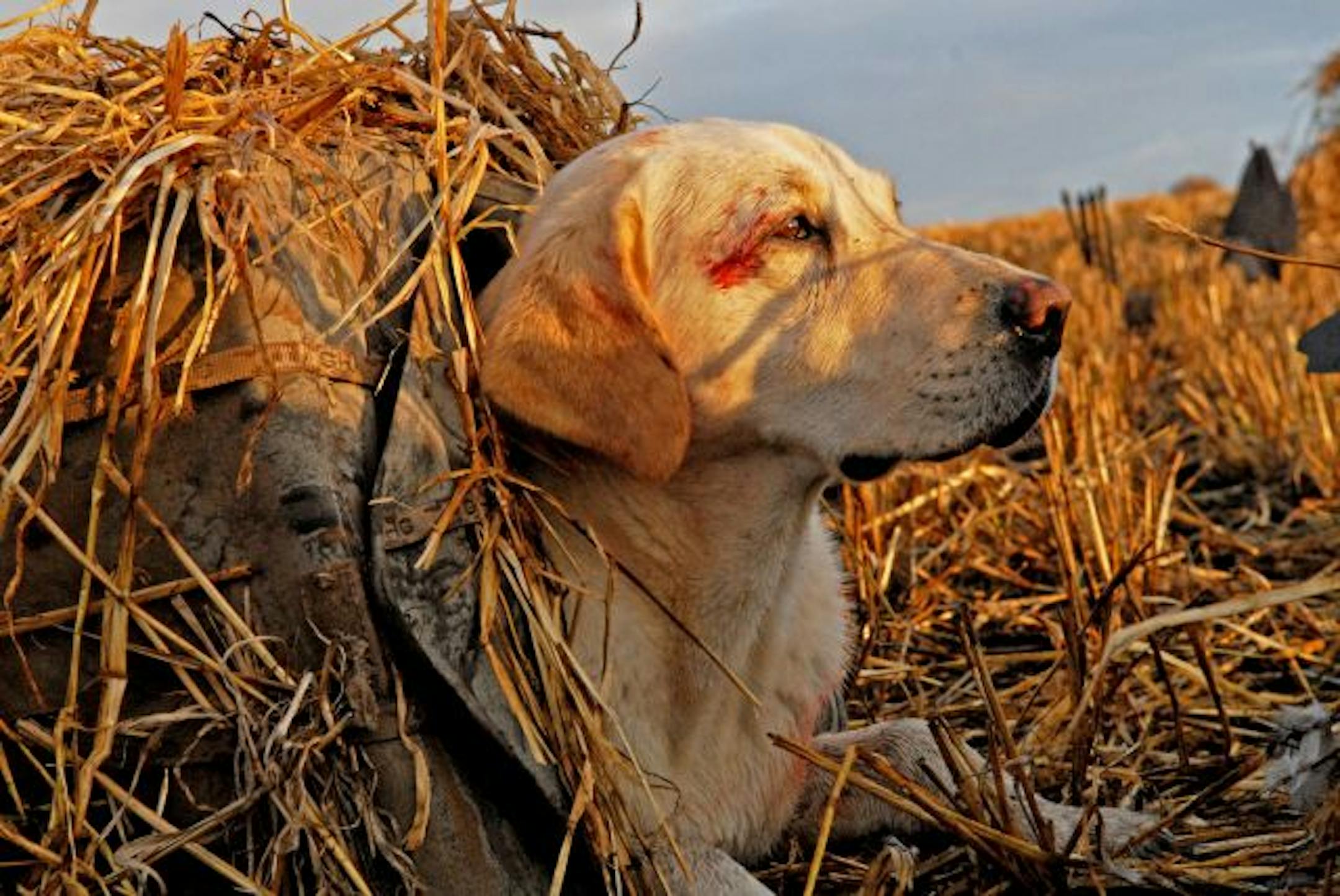 Brook, a 6-year-old yellow Labrador, waits patiently in his own camouflage hunting blind. Ground blinds like these can be purchased for hunting dogs to hide them from ducks and geese overhead. Scrap cover from the field being hunted is added to help the blind blend in.