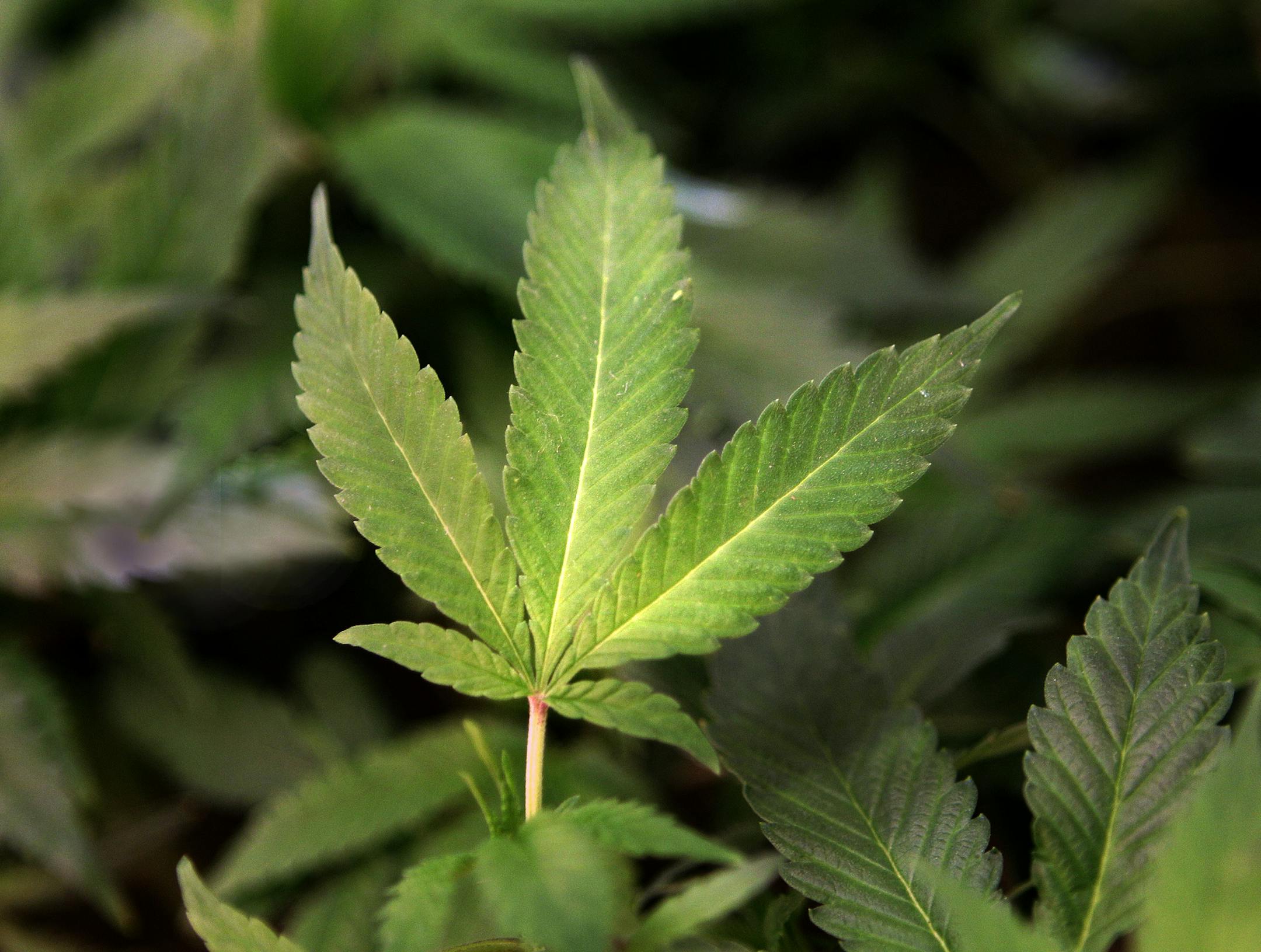 FILE - In this Feb. 1, 2011 file photo, medical marijuana clone plants are shown at a medical marijuana dispensary in Oakland, Calif. The chief federal prosecutor in San Diego is contemplating expanding a federal crackdown on the medical marijuana industry by going after newspapers, radio stations and other outlets that run advertisements for California's pot dispensaries, her office told The Associated Press on Thursday, Oct. 13, 2011. (AP Photo/Jeff Chiu, File) ORG XMIT: MIN2012110717493436