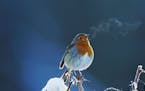 A winter robin sings while perched on a bush filled with snow with its breath showing on a cold day.