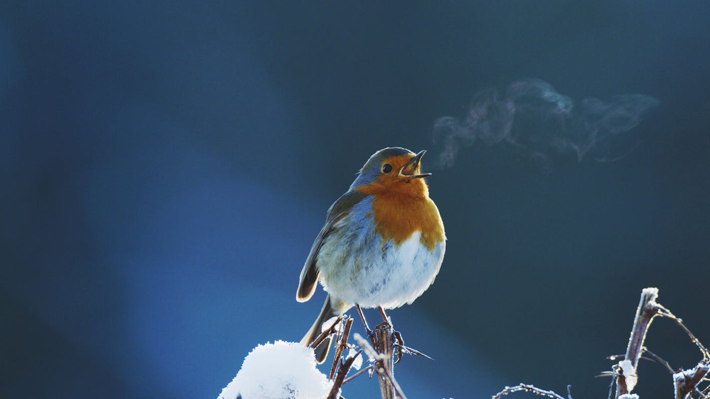 A winter robin sings while perched on a bush filled with snow with its breath showing on a cold day.