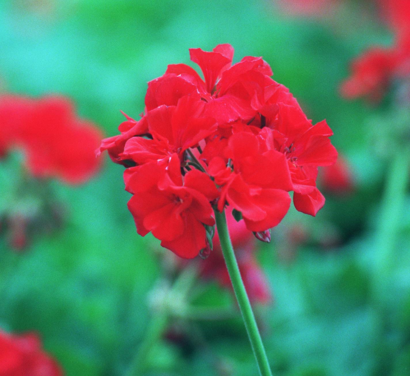 H&G - Choosing and planting annuals. -- Geraniums.