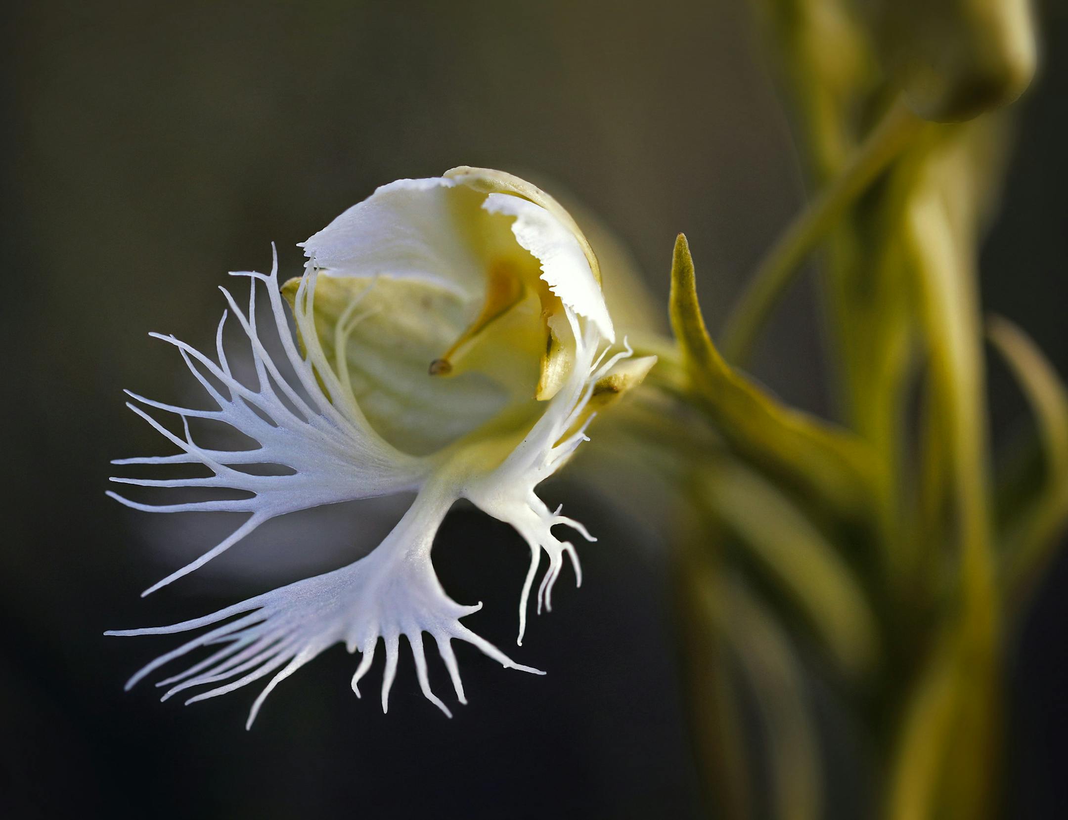 One of Minnesota's most elusive and federally protected wildflowers is the Western Fringed Prairie Orchid, found here blooming on undisturbed virgin Prairie soil north of Luverne. ] Minnesota State of Wonders - Summer on the Prairie. BRIAN PETERSON ï brian.peterson@startribune.com Luverne, MN 08/02/14
