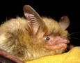 This file photo provided by the Wisconsin Department of Natural Resources shows a northern long-eared bat, which the U.S. Fish and Wildlife Service pr