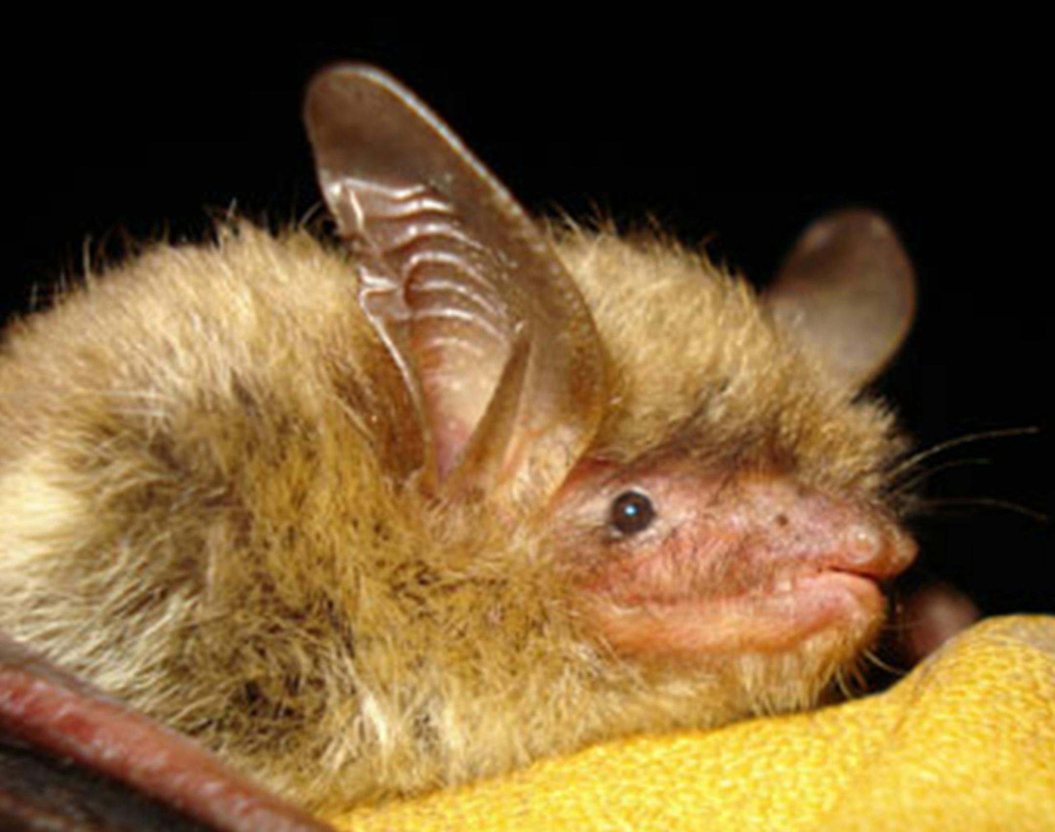 This file photo provided by the Wisconsin Department of Natural Resources shows a northern long-eared bat, which the U.S. Fish and Wildlife Service proposes to add to the federal endangered species list. The agency is scheduled to make a decision by October but officials in four states are requesting a delay. (AP Photo/Wisconsin Department of Natural Resources) ORG XMIT: NY122 ORG XMIT: MIN1408201000277787 ORG XMIT: MIN1409261258472228