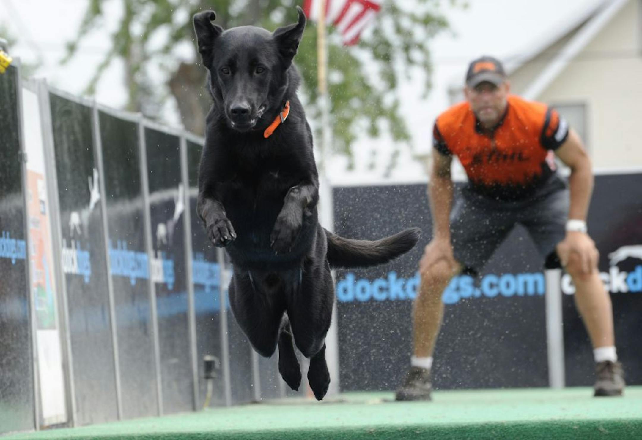 Remi leaps off a dock during a speed retrieve competition at the World Championships last year, while his owner, Tom Dropik of New Prague, watches. The lab-shepherd mix rescue dog now is a two-time world champ in the event. Photo courtsey Tom Dropik.