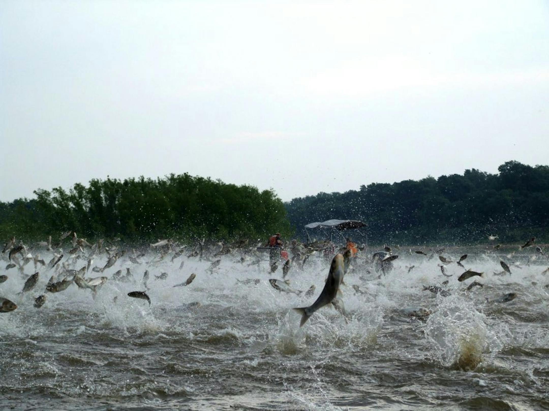 Silver carp jump out of the water after being disturbed by sounds of watercraft.