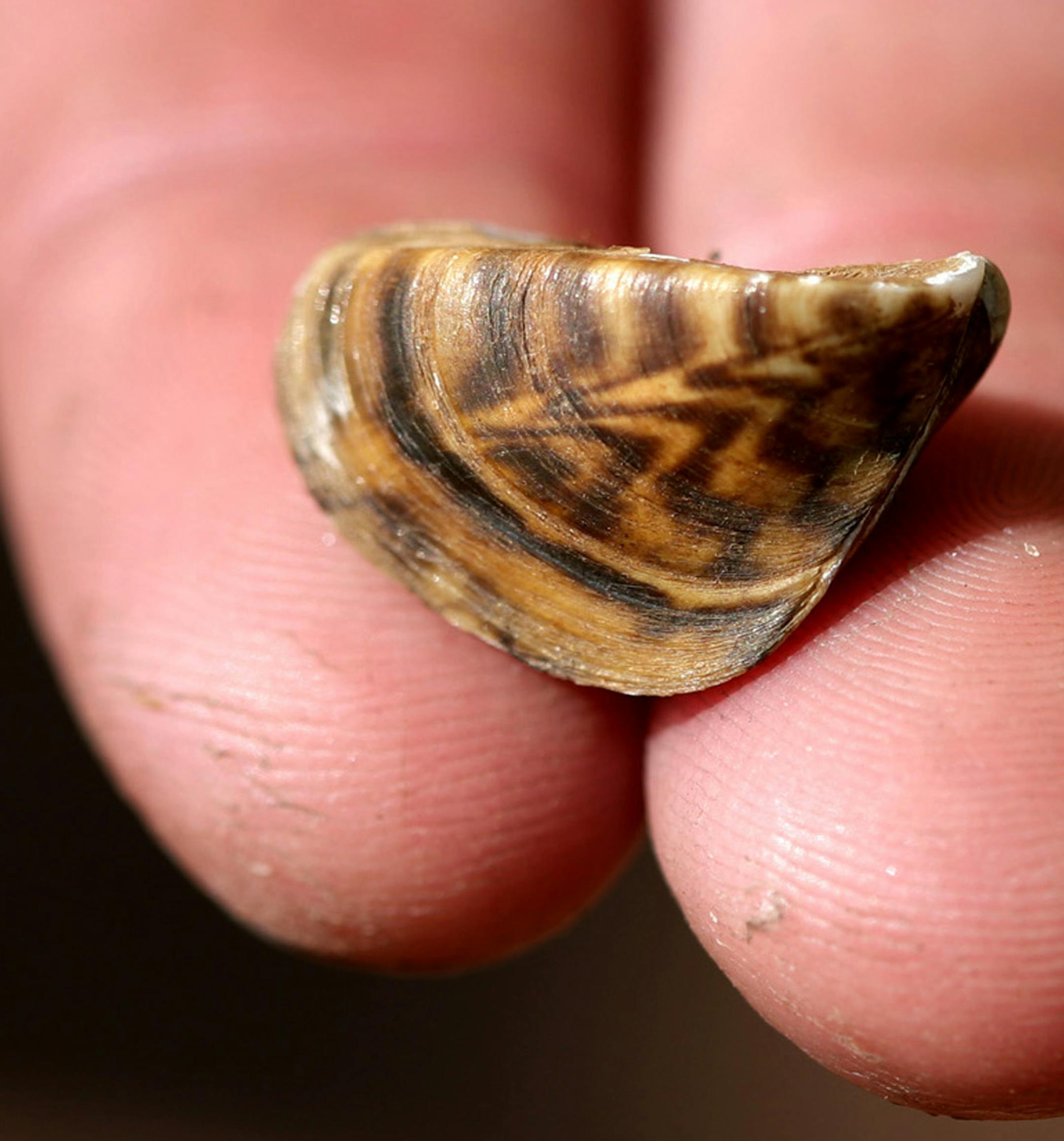 A Minnesota Department of Natural Resources representative holds a zebra mussel at the North Arm Public Boat Access in Orono July 11, 2012. A new pilot program at the county-operated launch--one of the five busiest boat launches on Lake Minnetonka--is using new signs and dedicated boat check space to see if more boaters will properly check their watercraft. (Courtney Perry/Special to the Star Tribune) ORG XMIT: MIN2013090617232967