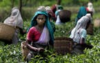 ** ADVANCE FOR SUNDAY, SEPT. 30 ** Women pluck tea leaves at a tea garden at Jorhat, in the northeastern Indian state of Assam, July 5, 2007. Tea plan