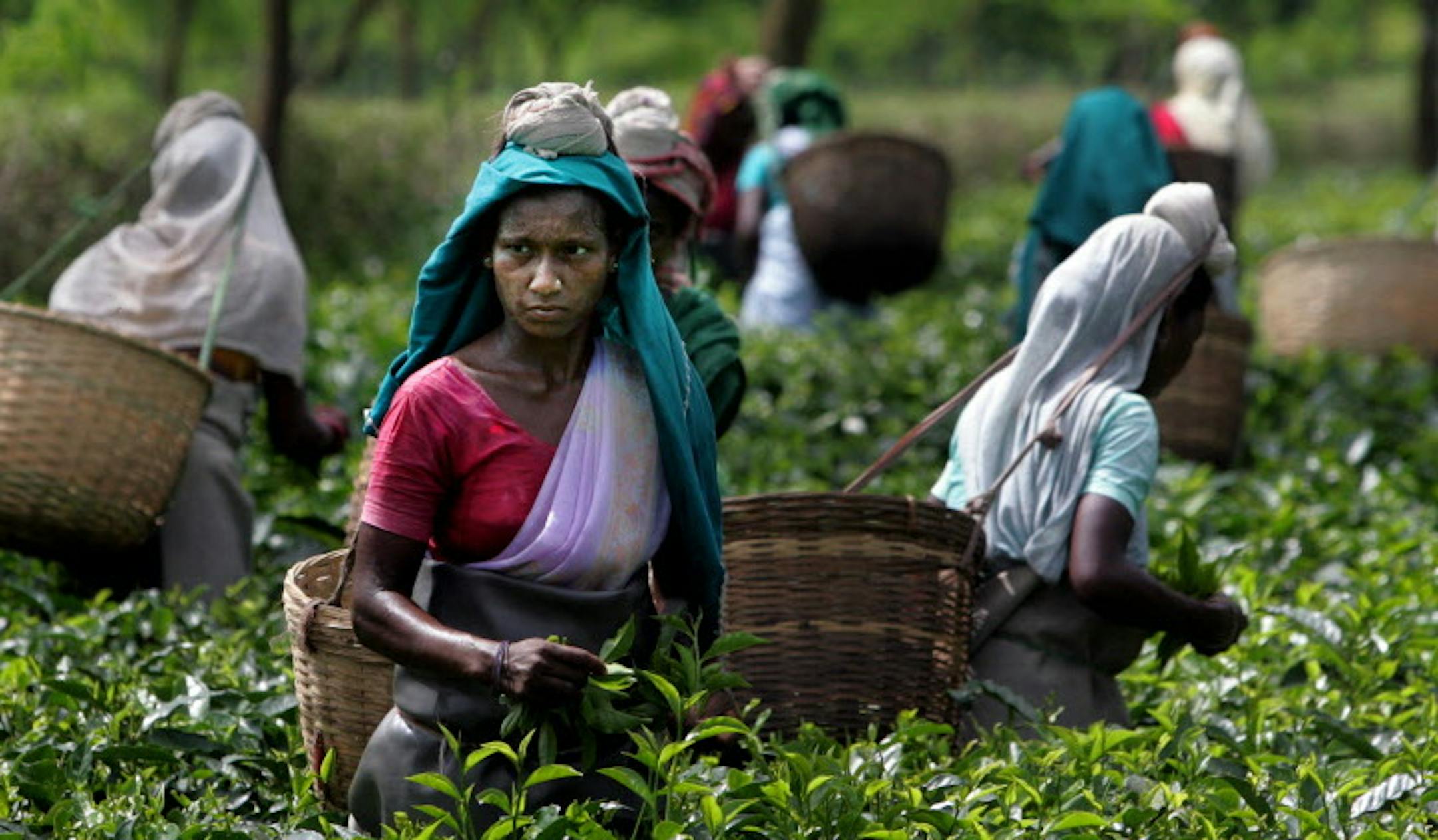 ** ADVANCE FOR SUNDAY, SEPT. 30 ** Women pluck tea leaves at a tea garden at Jorhat, in the northeastern Indian state of Assam, July 5, 2007. Tea plantations employ nearly 3 million people, mostly women, in jobs often handed down through families for generations. Most live just a few steps above the poverty line. In Assam, tea workers earn about $1.25 a day, plus free housing and subsidized food. (AP Photo/Manish Swarup) ORG XMIT: NY391