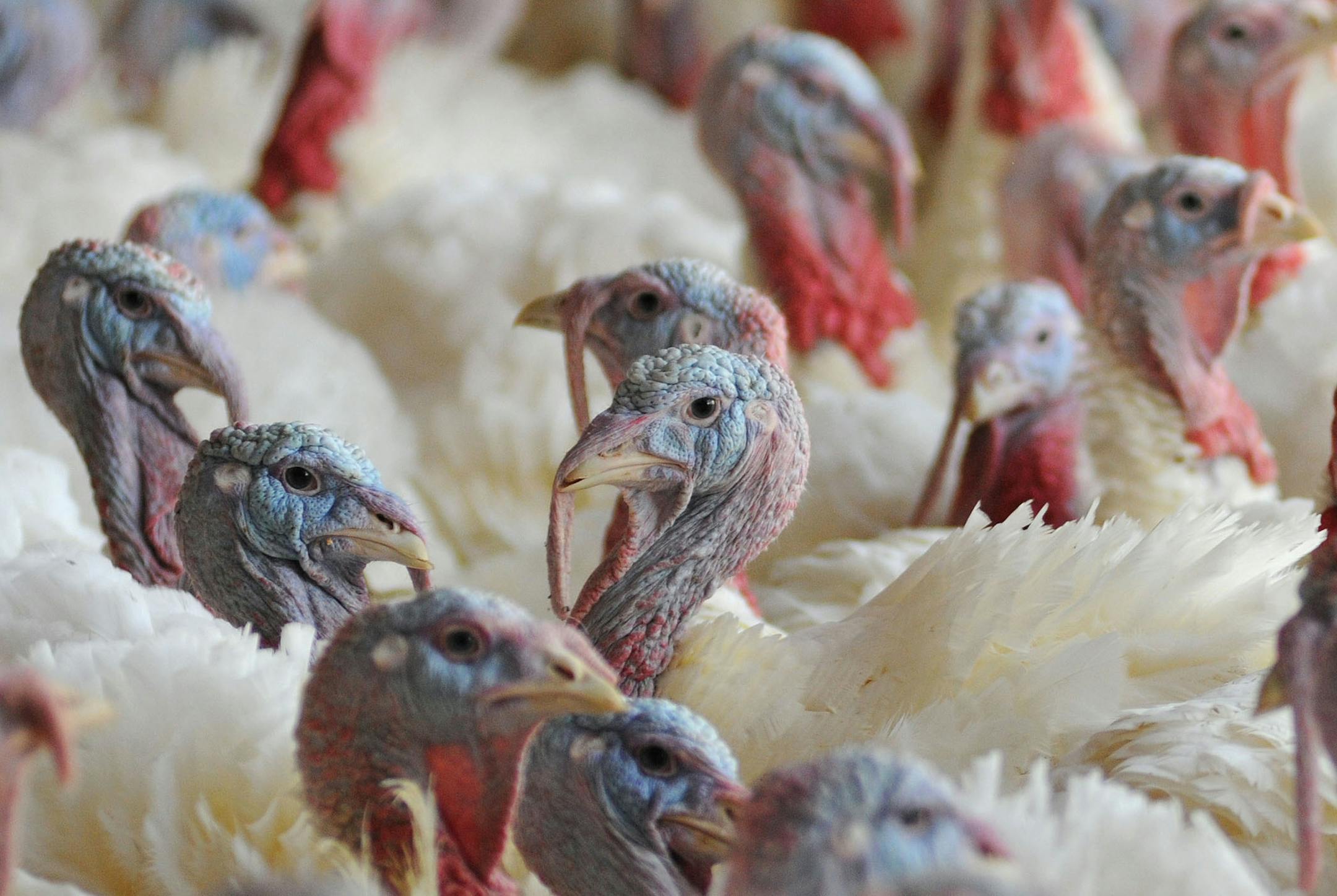 Turkeys on a Minnesota turkey farm. ] Richard.Sennott@startribune.com Richard Sennott/Star Tribune. Tuesday 04/03/12) ORG XMIT: MIN2015030616471836 ORG XMIT: MIN1504061853072553 ORG XMIT: MIN1504081435043273
