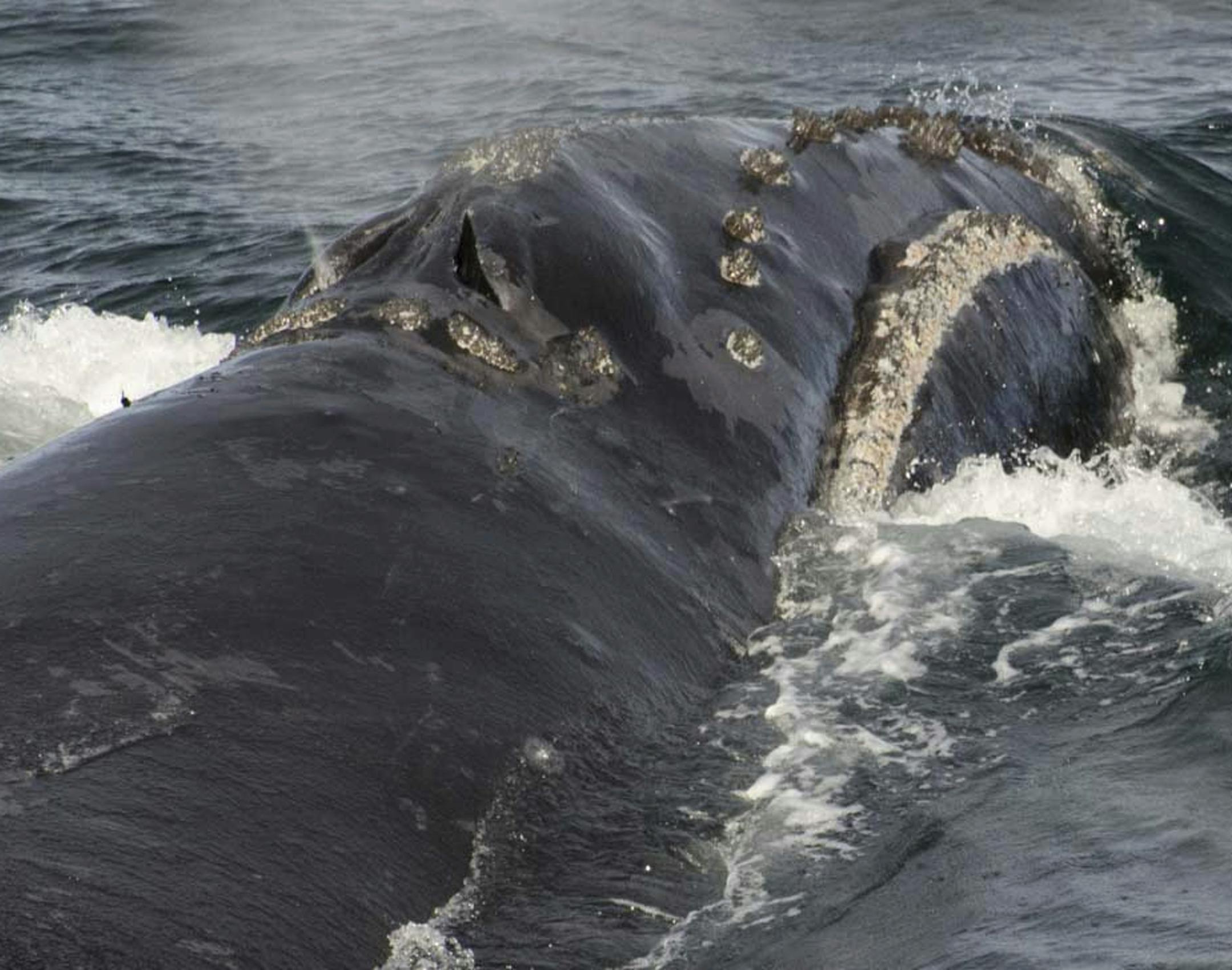 FILE - In this Aug. 6, 2017, file photo, provided by NOAA Fisheries a North Pacific right whale swims in the Bering Sea west of Bristol Bay. Federal scientists with the National Oceanic and Atmospheric Administration have recorded singing by a rare right whale for the first time. Researchers used moored acoustic recorders to capture patterned calls made by male North Pacific right whales. Researchers detected four distinct songs over eight years at five locations in the southeast Bering Sea. (NO
