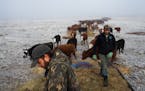 Andy Dunbar, left, and his son Tucker feed cattle on their ranch near the Malheur National Wildlife Refuge in Oregon, Jan. 26, 2016. Far from uniting 