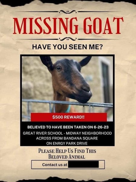 Police have discovered the remains of Hazelnut, a brown and black goat stolen from the Great River School in St. Paul.