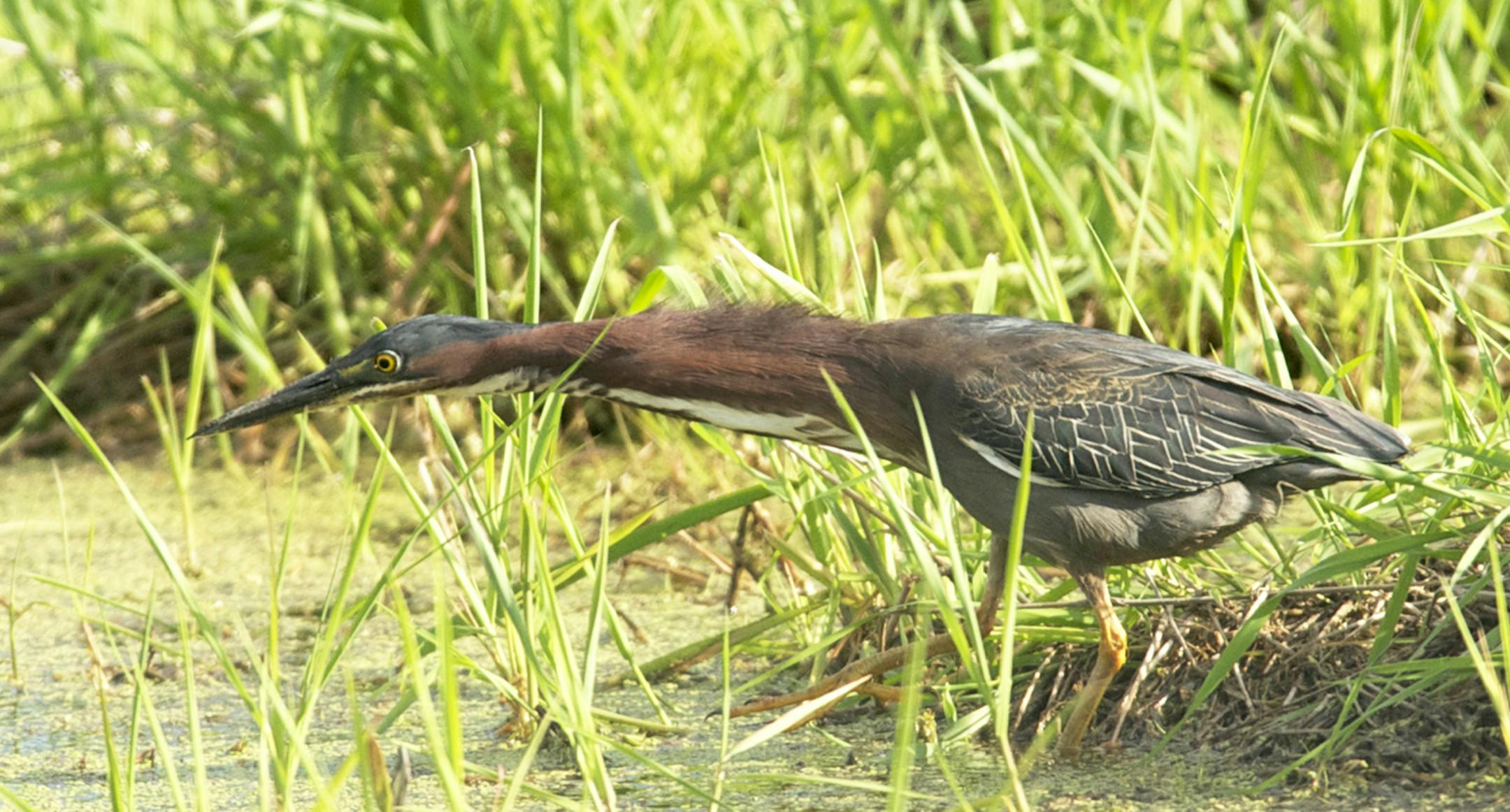 Green Heron hunting credit: Jim Willliams