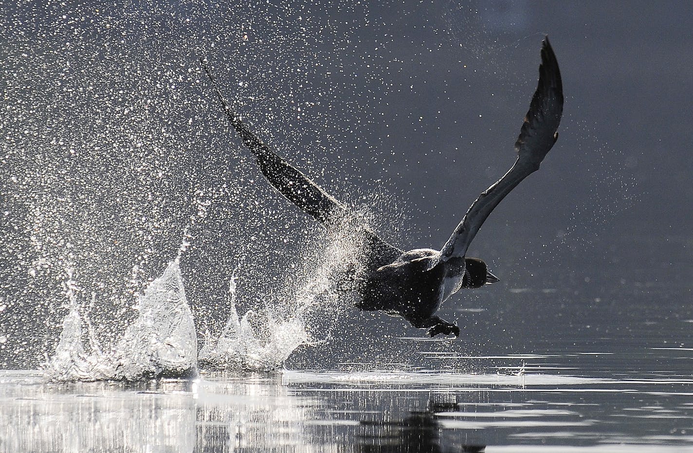 ONE TIME USE. A loon flew along Kimball Lake near Crosslake, Minn.