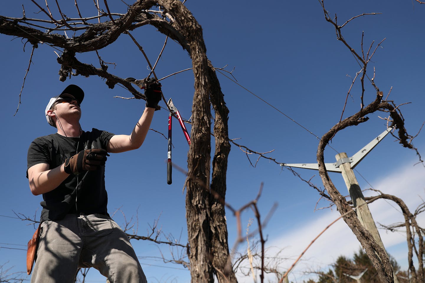 Assistant wine maker James Nesbit pruned vines Tuesday at Alexis Bailly Vineyard in Hastings, Minn. ] ANTHONY SOUFFLE &#xd4; anthony.souffle@startribune.com Several of the area's largest wineries, including Alexis Bailly, announced they are filing a federal lawsuit to ease a nearly 50-year-old state law that stipulates Minnesota farm wineries must make the their beverage with the majority of grapes grown in-state Tuesday, March 28, 2017 at the U.S. Federal Courthouse in Minneapolis. ORG XMIT: MI