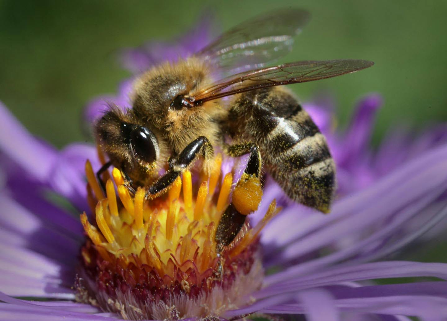 Roadsides managed for wildlife can help both honey bees and the plants they pollinate. ORG XMIT: MIN1510062116081665