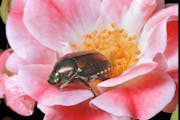 Japanese beetles like roses.