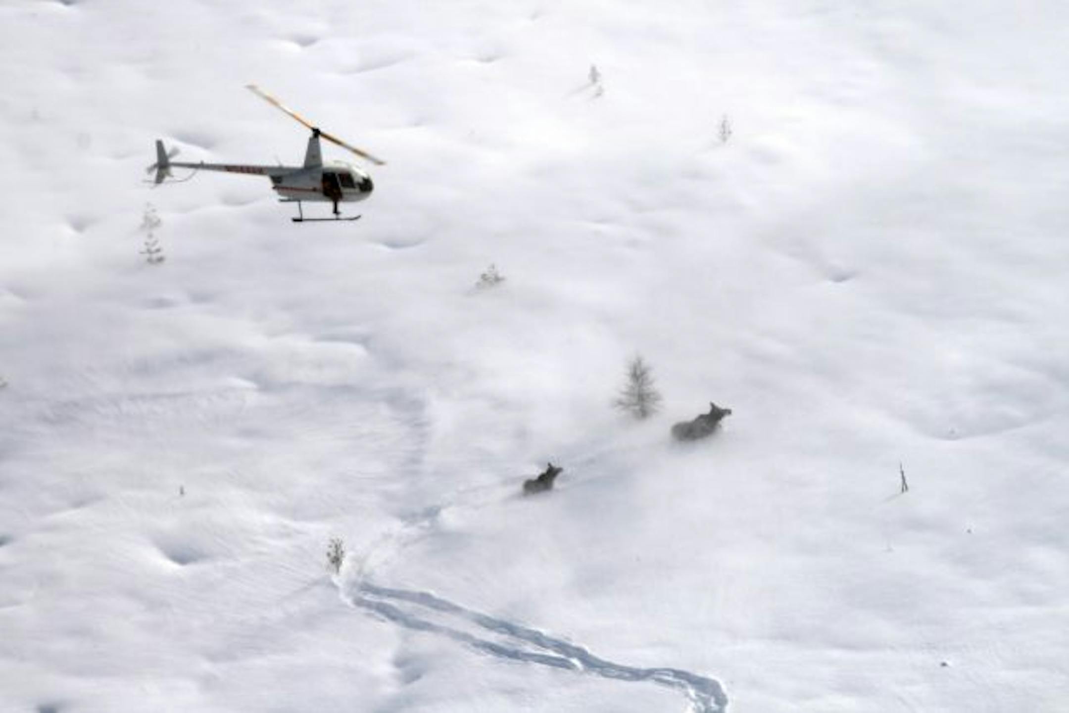 A chartered helicopter approached a cow moose just before capturing it with a net for researchers in Quetico Provincial Park in Ontario. The cow was being followed by her calf.