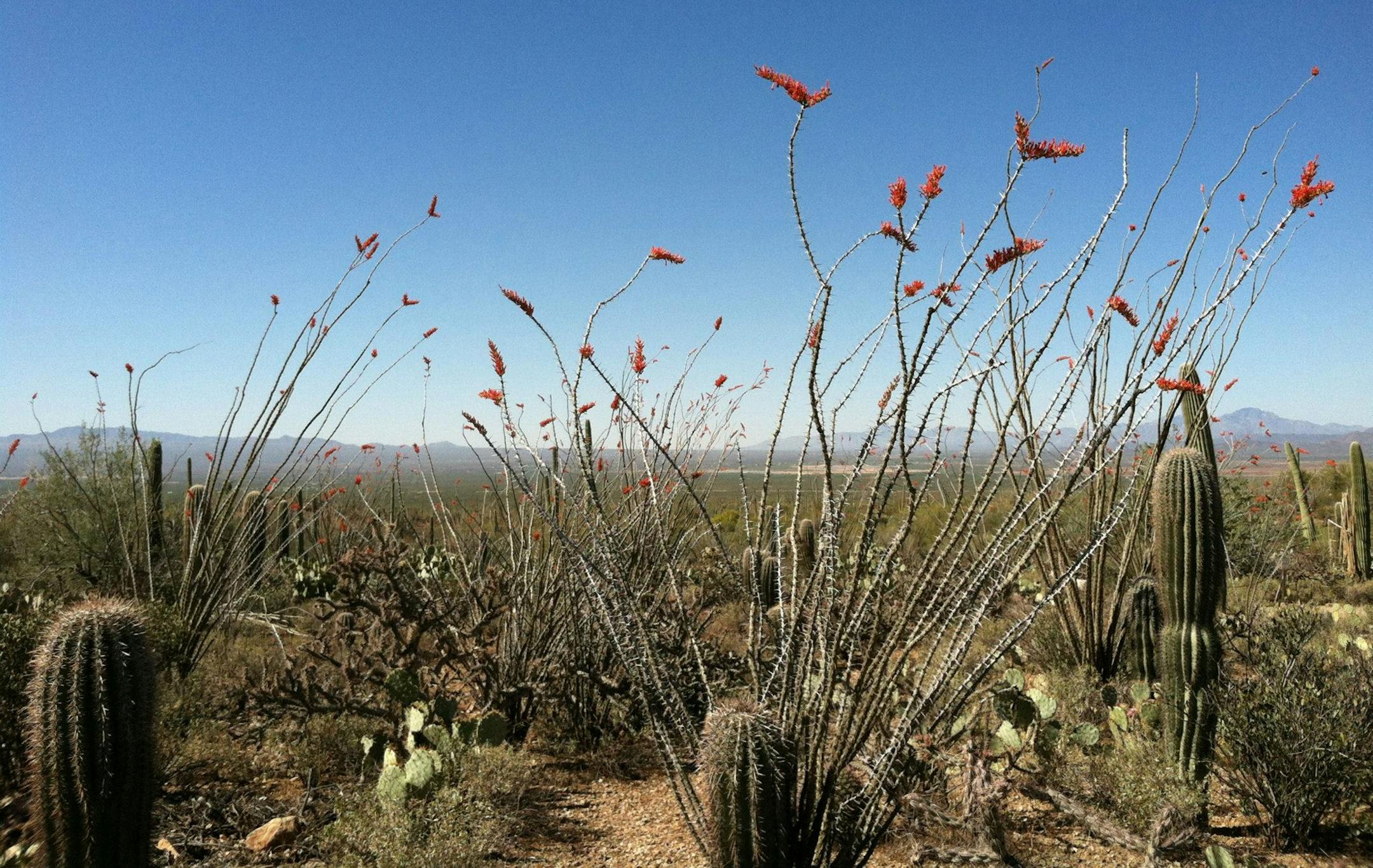 desert in bloom