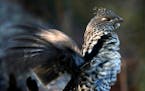 Ruffed grouse numbers are up, according to one preliminary report.