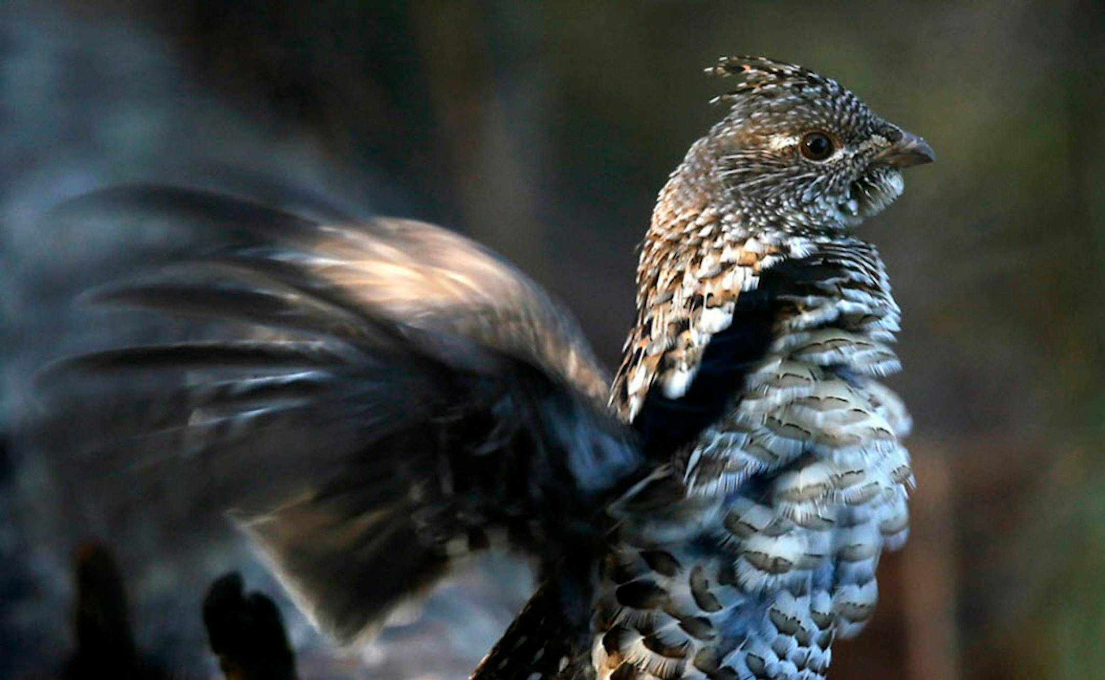 Ruffed grouse numbers are up, according to one preliminary report.