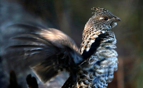 Ruffed grouse numbers are up, according to one preliminary report.