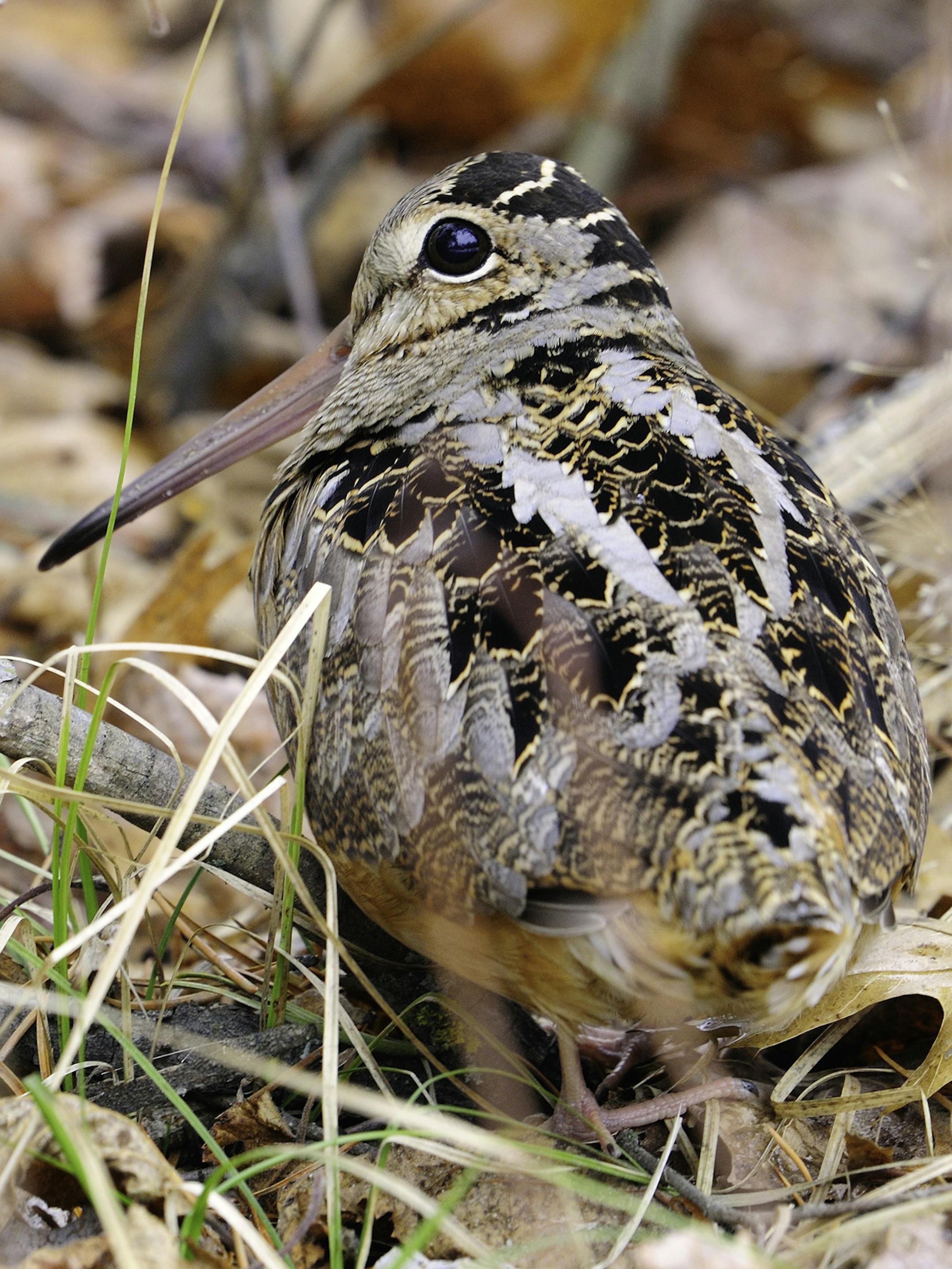 DO NOT USE! ONE-TIME USE WITH BILL MARCHEL COPY ONLY! Photo by Bill Marchel. Woodcock are odd birds. Their brains sit upside-down in their heads, they are a shorebird that lives in the upland forests, and their eyes are placed such that they can see nearly 360 degrees.