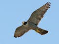 Tireless efforts by Duluth zookeeper help peregrine falcons soar again