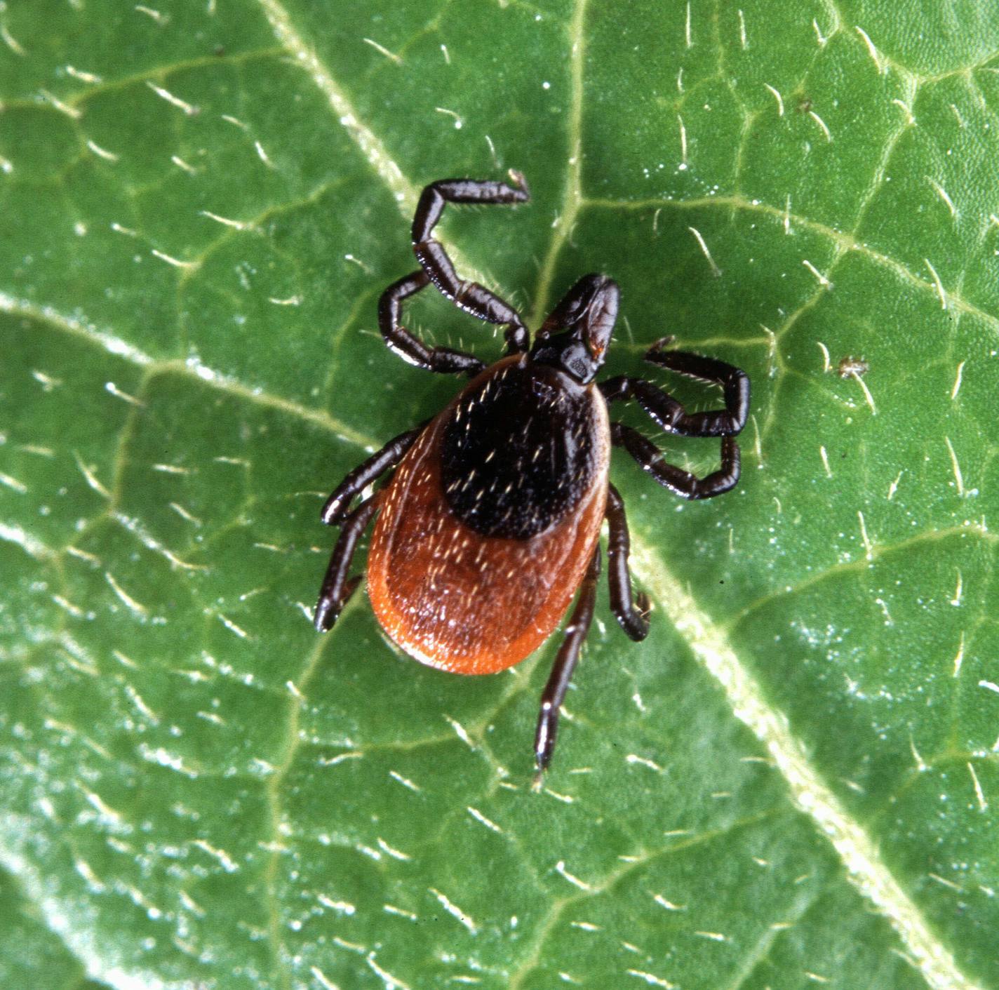 Adult deer tick, Ixodes scapularis ( Photo by Scott Bauer--USDA)