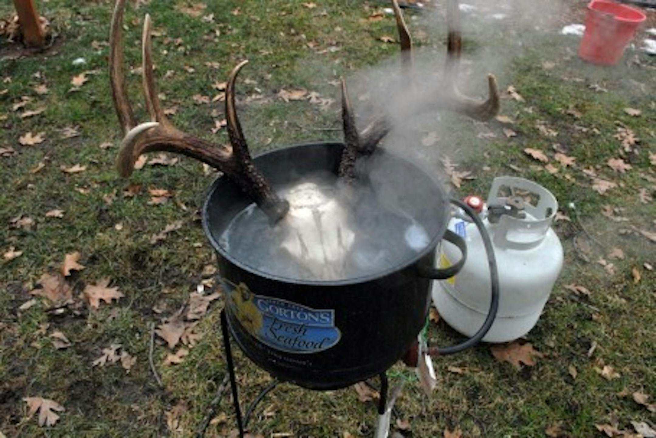 Boiling the skull outdoors is the best option. Plan on the process taking a while.