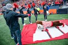 Wisconsin mascot, Bucky Badger, does push ups as cheerleaders count after a Wisconsin touchdown during an NCAA college football game against Illinois 