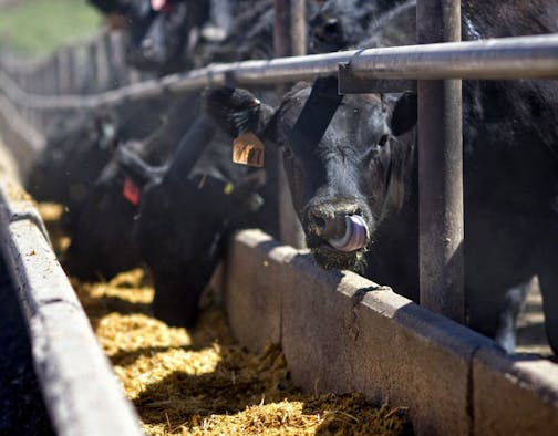 These black angus cattle at Jason Timmerman's feedlot in Holyoke, Colorado, stay in their pens for 5-6 months eating this mixture of corn, distillers grain, and alfalfa before heading to a beef plant for processing. ORG XMIT: MIN2013080119361988