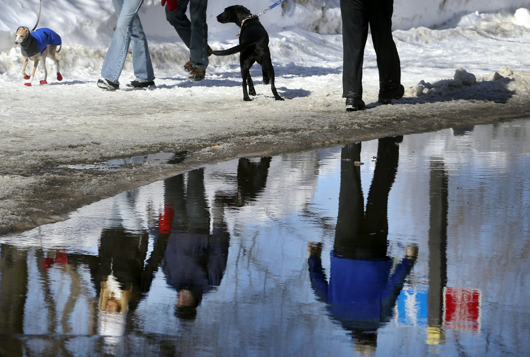 A pair of dogs passed along Lake Harriet Parkway, near W. Minnehaha Parkway as their owners were reclected in a large puddle from spring melt runoff Saturday, March 8, 2014, in Minneapolis, MN.