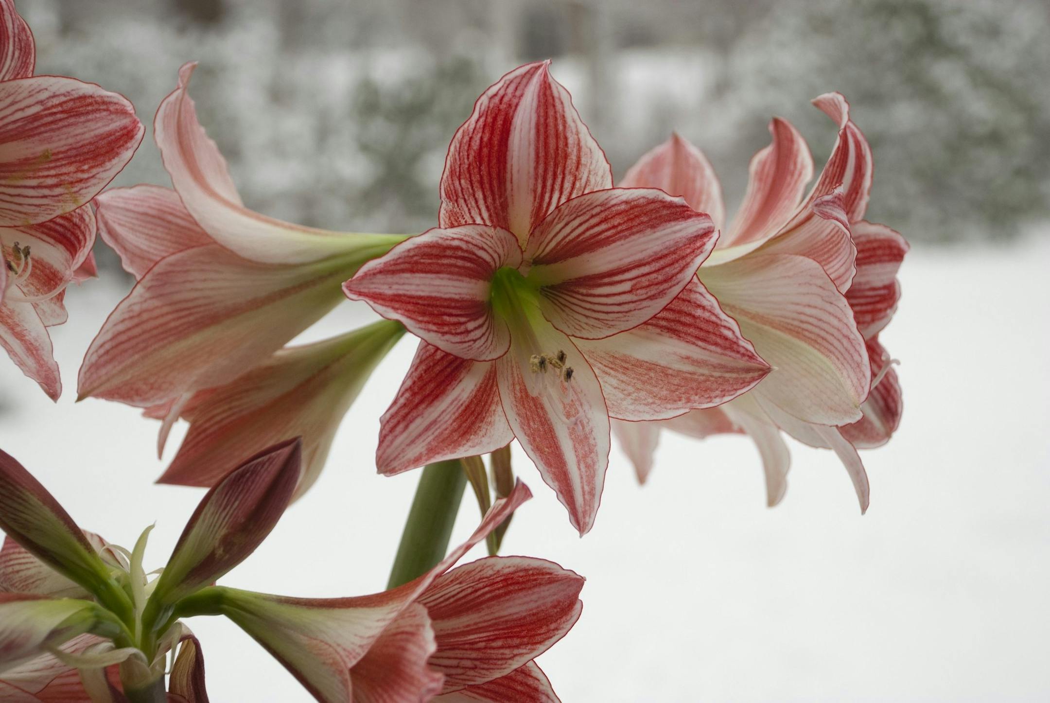 One bulb of Fairy Tale amaryllis can grow up to three stems, each topped by five to six flowers, according to according to Christian Curless of Color Blends. (Courtesy www.colorblends.com/MCT)