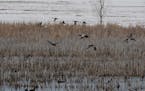 DNR's weekly waterfowl report: Spotty hunting success