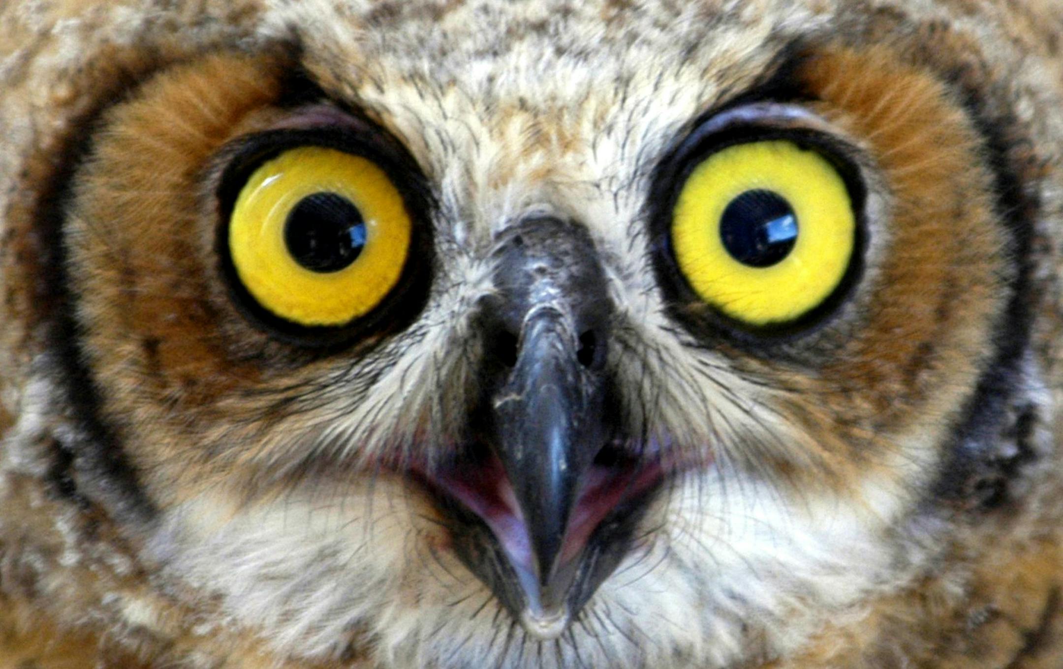 A great horned owl (this one's a juvenile) is a common resident in Minnesota.