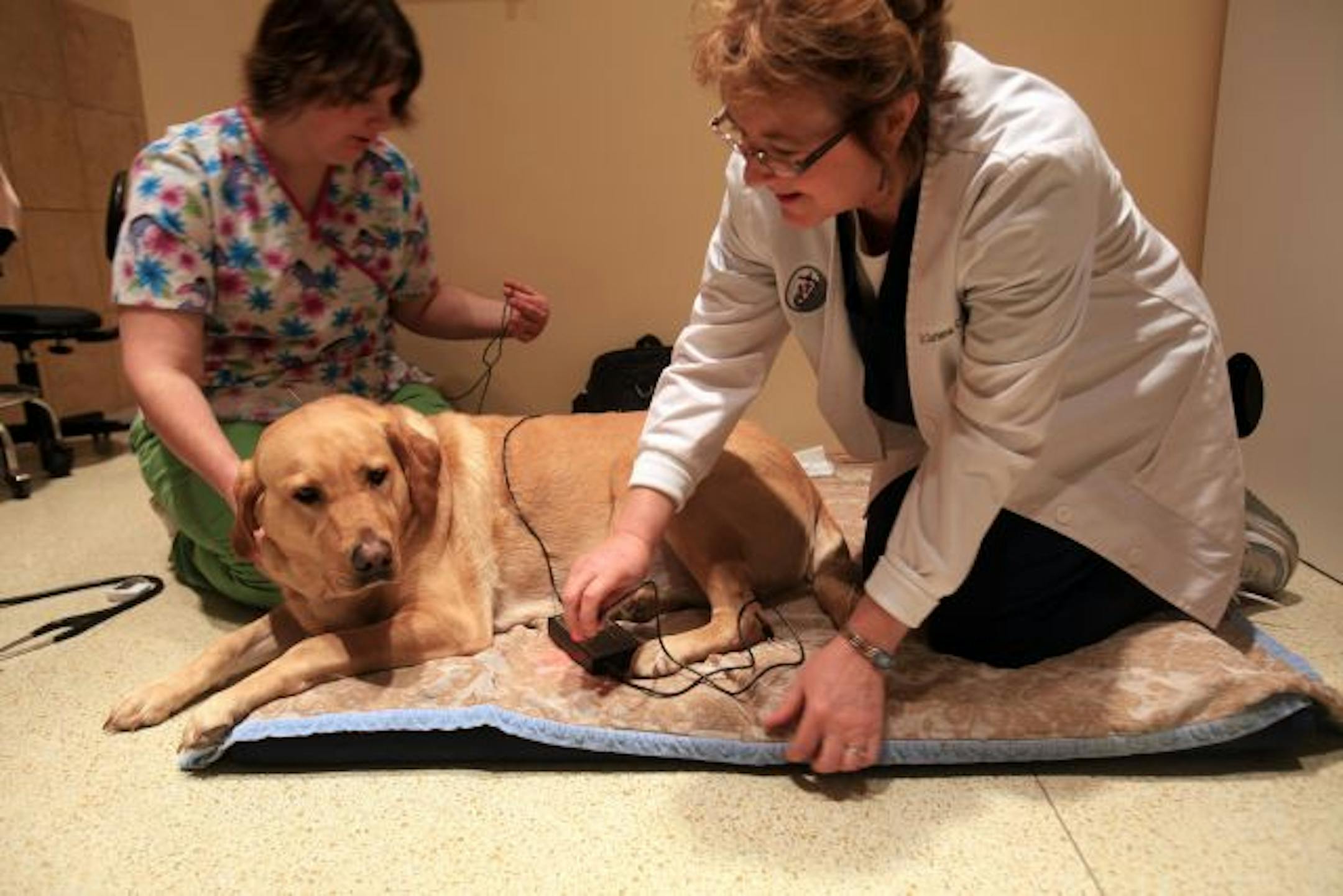 Jessica O'Neill, left, got things ready while Dr. Darlene Cook smiled at Bella, 3-year-old yellow lab, during her acupuncture session. The sessions are to help treat Bella's arthritis
