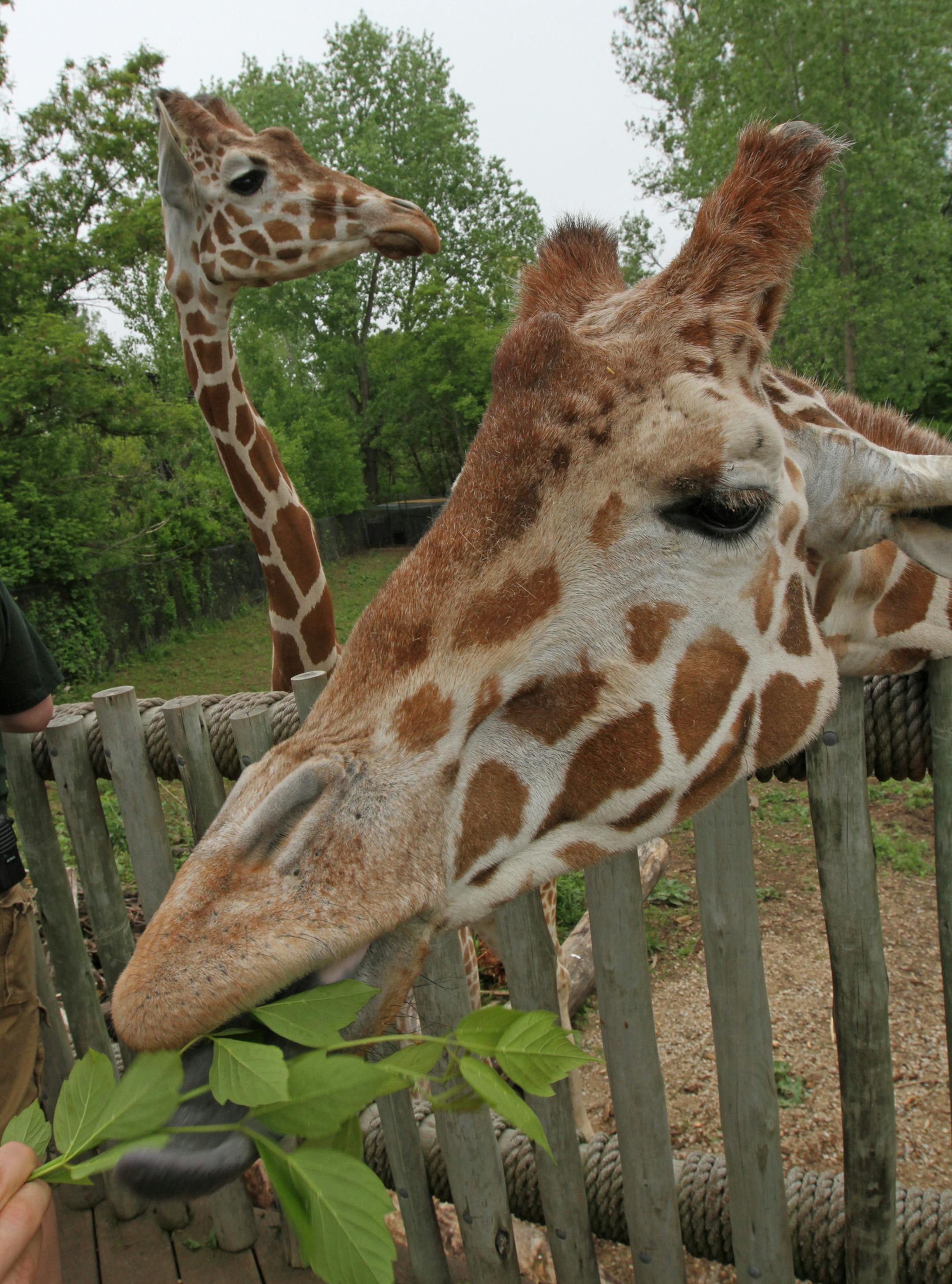 (left to right) Dawn Walker, Africa Zoologist hand fed leaves to Zawadi, a 11 year old male and Sweta, 12 year old male giraffes at the Minnesota Zoo's Africa exhibit on 5/29/13.] Bruce Bisping/Star Tribune bbisping@startribune.com Dawn Walker/source.