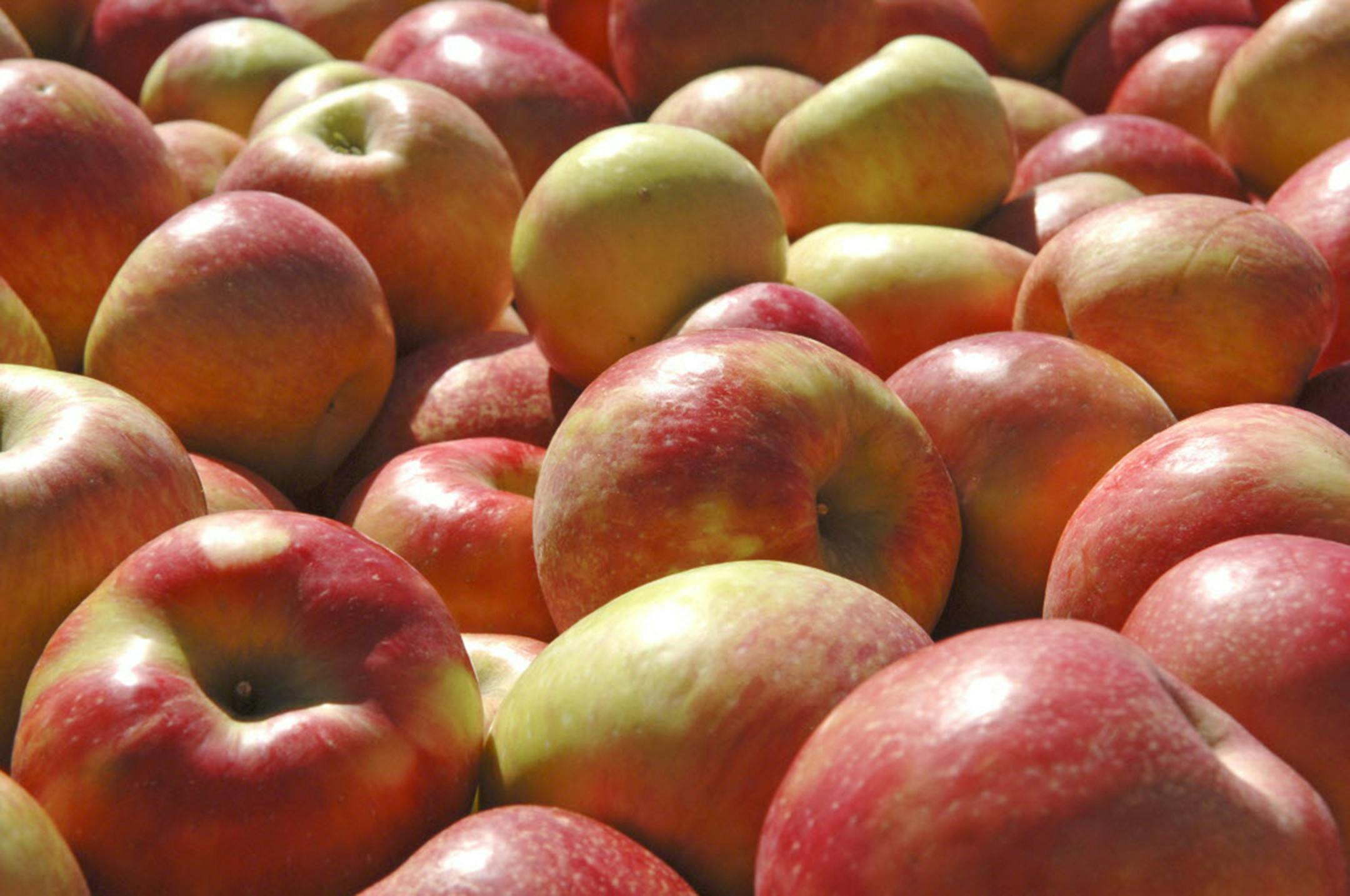 Mmm, apples. Zingy and snappy and tart and crisp apples.