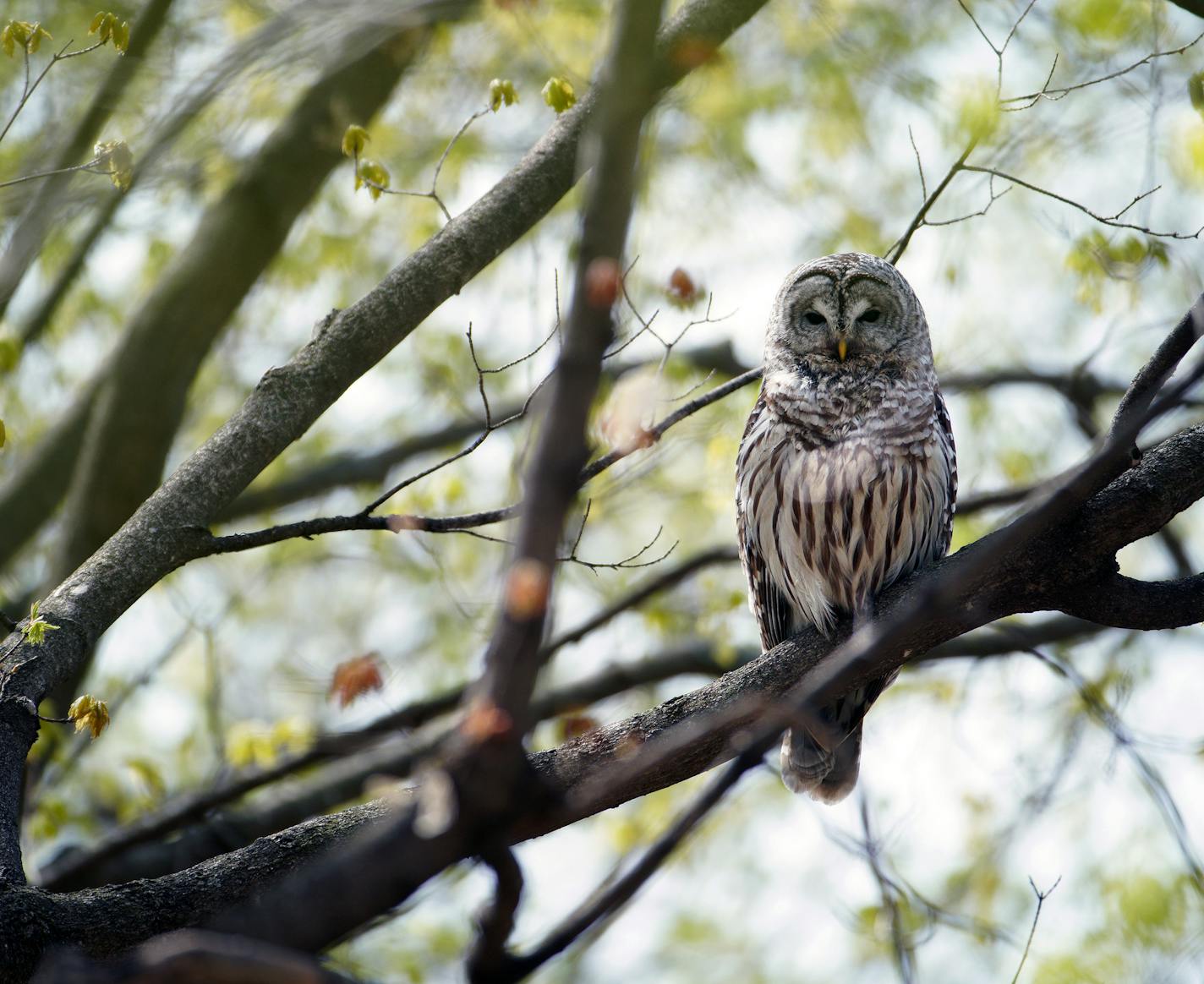 A Barred Owl watches the forest floor below from a perch in a maple tree at the Minnesota Landscape Arboretum. The Arboretum is a great place for bird watchers and offers opportunities for classes tours and bird watching outings. ] Looking for a respite from the hustle and bustle without heading north? The Twin Cities is home to one of the best park systems in the nation and here are just a few of the Urban sanctuaries that will help you get your nature fix. brian.peterson@startribune.com
Chanha